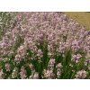 Lavandula%20angustifolia%20Rosea%2001