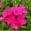 phlox tenor1m1