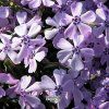 Phlox subulata Benita  plamenka kobercová