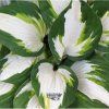 hosta enterprise1m1