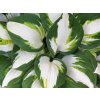 Hosta%20Enterprise%2001