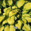 hosta inniswood1m1