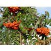 Sorbus%20aucuparia%20Edulis%2001