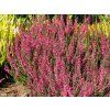 Calluna%20vulgaris%20Aphrodite%2003