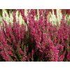 Calluna%20vulgaris%20Arabella%2001