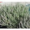 Calluna%20Beoley%20Silver%2008