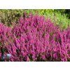 Calluna%20Carmen%20Neu%2002