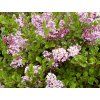Syringa%20meyeri%20Palibin%2001