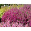 Calluna%20vulgaris%20DarkStar%2002