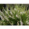 Calluna%20vulgaris%20Marta%20Herman%2001