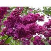 Syringa%20vulgaris%20Ludwig%20Spath%2001