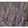 Calluna%20SilverKnight29