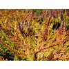 Calluna%20vulgaris%20Wickvar%20Flame%2001