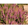 Calluna%20vulgaris%20Ellen%2001