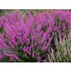 Calluna%20vulgaris%20Corbets%20Red%2001