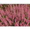 Calluna%20vulgaris%20Barbara%20Fleur%2001