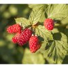 rubus tayberry buckingham2m2