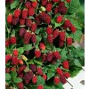 rubus%20tayberry%201