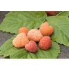 Rubus%20ideae%20Valentina%2001