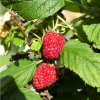 rubus willamette1m1