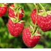 Rubus%20Willamette%201