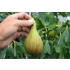 Ficus%20carica%20Peretta%2002
