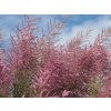Tamarix%20Pink%20Cascade%2001