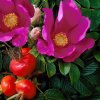 Rosa rugosa š+květ m1