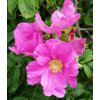 rugosa%202