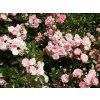 Rosa%20The%20Fairy%2001