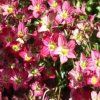saxifraga A D R 1m1