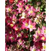 Saxifrage%20Touran%20deep%20red%201