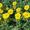 helianthemum golden queen%202