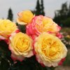 Rosa Kordes Jubilee