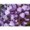 Wisteria%20sinensis%20Amethyst%2001