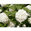 Viburnum%20opulus%20Roseum%2002