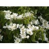 Viburnum%20plicatum%20Lanarth%2001