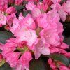 rhododendron kalinka