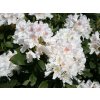 Rhododendron%20Cunninghams%20White%2001