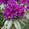 Rhododendron%20Marcel%20Menard01