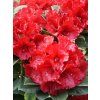 Rhododendron%20Red%20Jack%20032