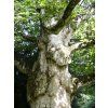 Platanus acerifolia 02