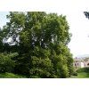 Platanus%20acerifolia%2003