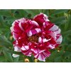 Paeonia%20sufruticosa%20Shimanishi%2001