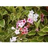 Weigela%20Variegata%2001