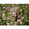 Weigela%20Boskoop%20Glory%2001