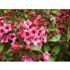 Weigela%20Bristol%20Ruby%2001