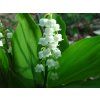 Convallaria%201