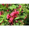 Weigela%20Evita%2001