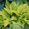 hosta%20sunpower